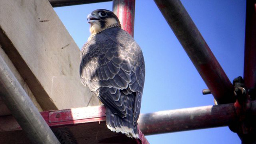 Male juvenile Peregrine