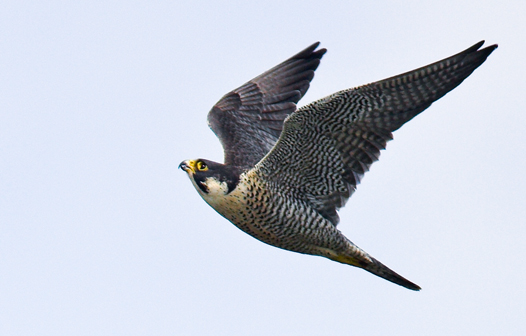 Adult female Peregrine