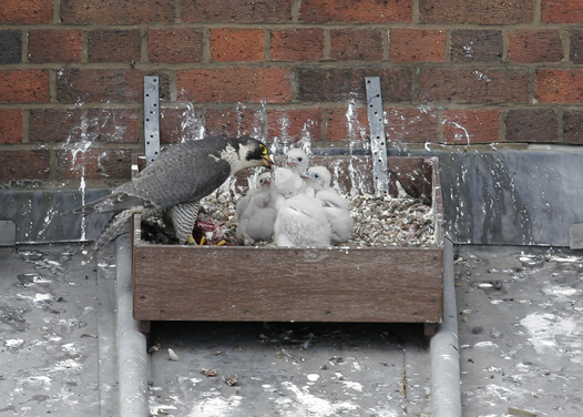 Chicks being fed