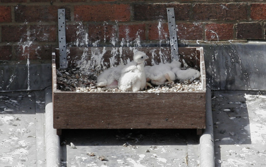 Chicks ‘crashing out’