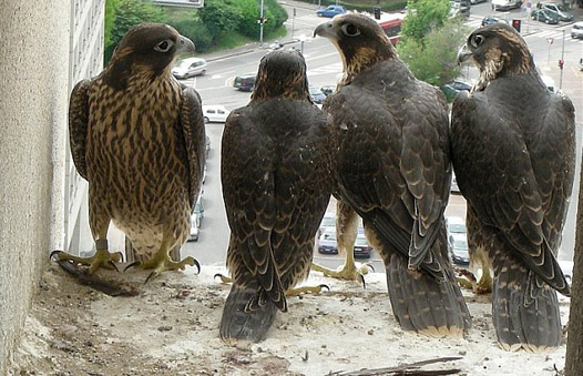 Four Juvenile Peregrines