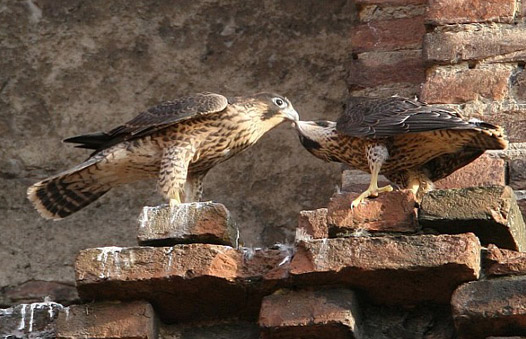 Two juvenile Peregrines 'billing'