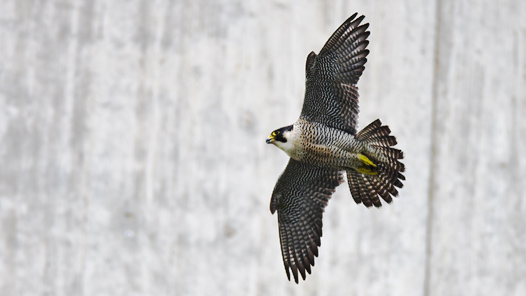 Adult female Peregrine
