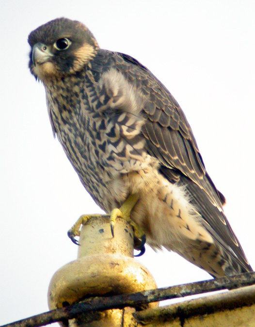 Juvenile male Peregrine