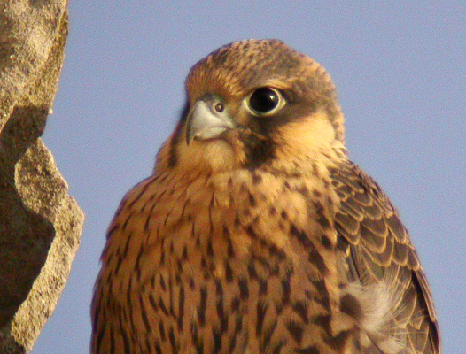 Juvenile male Peregrine