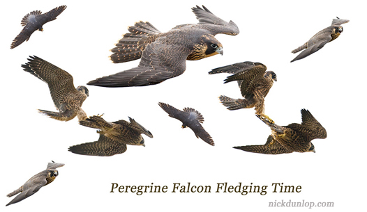 Montage of juvenile Peregrines in flight
