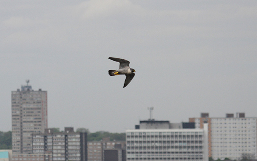 Adult female Peregrine
