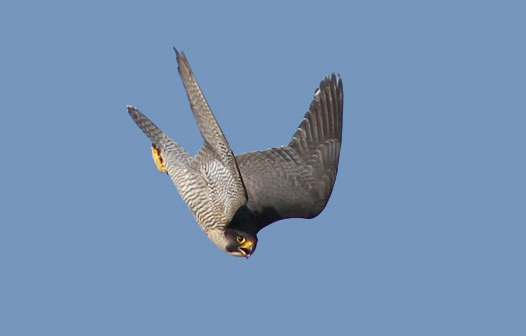 Adult female Peregrine