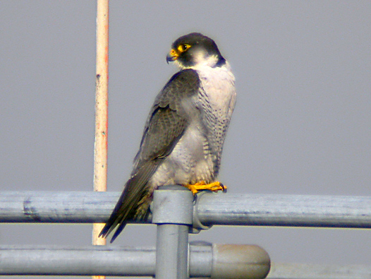 Adult male Peregrine
