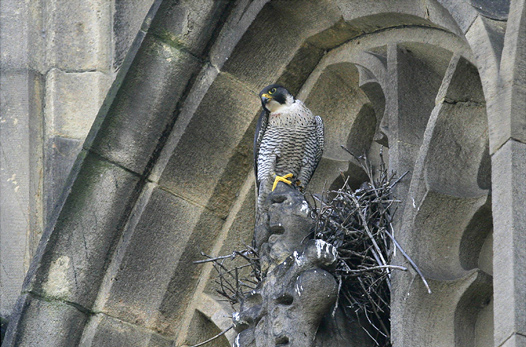 Adult female Peregrine