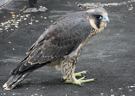 Juvenile Peregrine