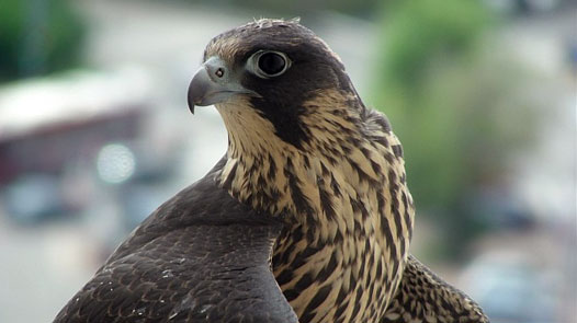 Juvenile Peregrine