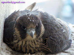 Juvenile Peregrine lying down