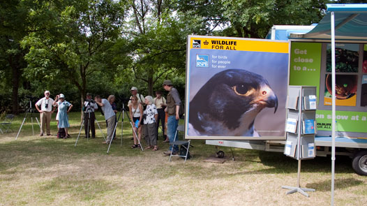 Peregrine viewing point